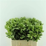 Pittosporum Ilan 60cm (pk)