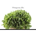 Pittosporum Ilan 60cm (pk)