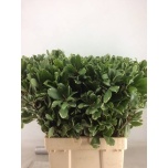 Pittosporum Ilan 60cm (pk)