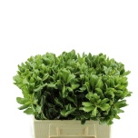 Pittosporum Ilan 60cm (pk)