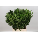 Pittosporum Nurit 50cm (pk)