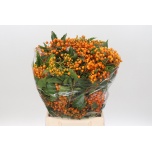 Pittosporum Rhombifolium 50cm (pk)