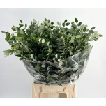 Pittosporum Ralphi 50cm (pk)