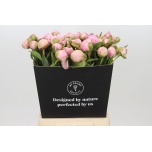 Paeonia Pojeng Albert Crousse 50-55cm