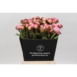 Paeonia Pojeng Albert Crousse 50-55cm