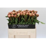 Paeonia Pojeng Albert Crousse 50-55cm