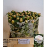 Paeonia Pojeng Alertie 50-55cm