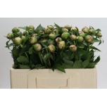Paeonia Pojeng Alertie 50-55cm