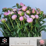 Paeonia Pojeng Alertie 50-55cm
