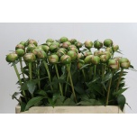 Paeonia Pojeng Alertie 50-55cm