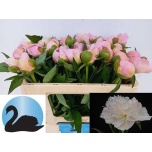 Paeonia Pojeng Alertie 50-55cm