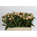 Paeonia Pojeng Alertie 50-55cm