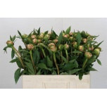 Paeonia Pojeng Alertie 50-55cm