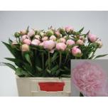 Paeonia Pojeng Alertie 50-55cm