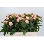 Paeonia Pojeng Angel Cheeks 50-55cm