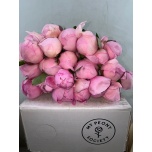 Paeonia Pojeng Angel Cheeks 50-55cm