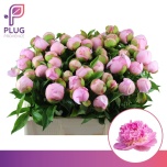 Paeonia Pojeng Angel Cheeks 50-55cm
