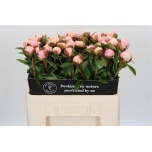 Paeonia Pojeng Angel Cheeks 50-55cm