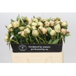 Paeonia Pojeng Ann Cousins 50-55cm