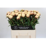 Paeonia Pojeng Ann Cousins 60cm