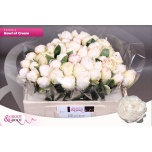 Paeonia Pojeng Bowl of Cream 50cm