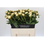 Paeonia Pojeng Bowl of Cream 60cm