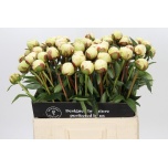 Paeonia Pojeng Bowl of Cream 60cm