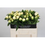 Paeonia Pojeng Bridal Shower 50-55cm