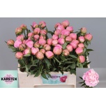 Paeonia Pojeng Catharina Fontijn 50-55cm