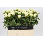 Paeonia Pojeng Cheddar Suprise 60cm