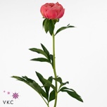Paeonia Pojeng Coral Charm 50-55cm