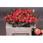 Paeonia Pojeng Coral Charm 50-55cm
