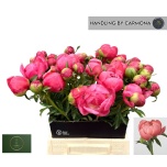 Paeonia Pojeng Coral Charm 50-55cm