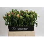 Paeonia Pojeng Coral Charm 60cm