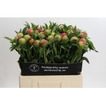 Paeonia Pojeng Coral Charm 60cm
