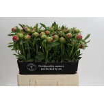 Paeonia Pojeng Coral Charm 60cm