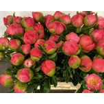 Paeonia Pojeng Coral Sunset 50-55cm