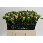 Paeonia Pojeng Coral Sunset 50-55cm