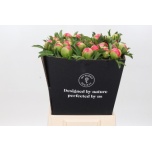 Paeonia Pojeng Coral Sunset 50-55cm