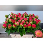 Paeonia Pojeng Coral Sunset 50-55cm