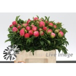 Paeonia Pojeng Coral Sunset 40cm