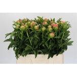 Paeonia Pojeng Coral Sunset 60cm