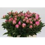 Paeonia Pojeng Alexander Fleming 40cm