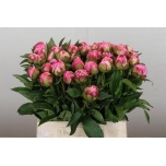 Paeonia Pojeng Alexander Fleming 40cm