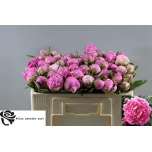 Paeonia Pojeng Alexander Fleming 45cm