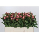 Paeonia Pojeng Alexander Fleming 50cm