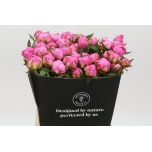 Paeonia Pojeng Alexander Fleming 50cm