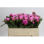 Paeonia Pojeng Alexander Fleming 50cm