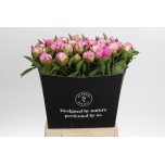 Paeonia Pojeng Alexander Fleming 50cm