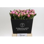 Paeonia Pojeng Alexander Fleming 50cm